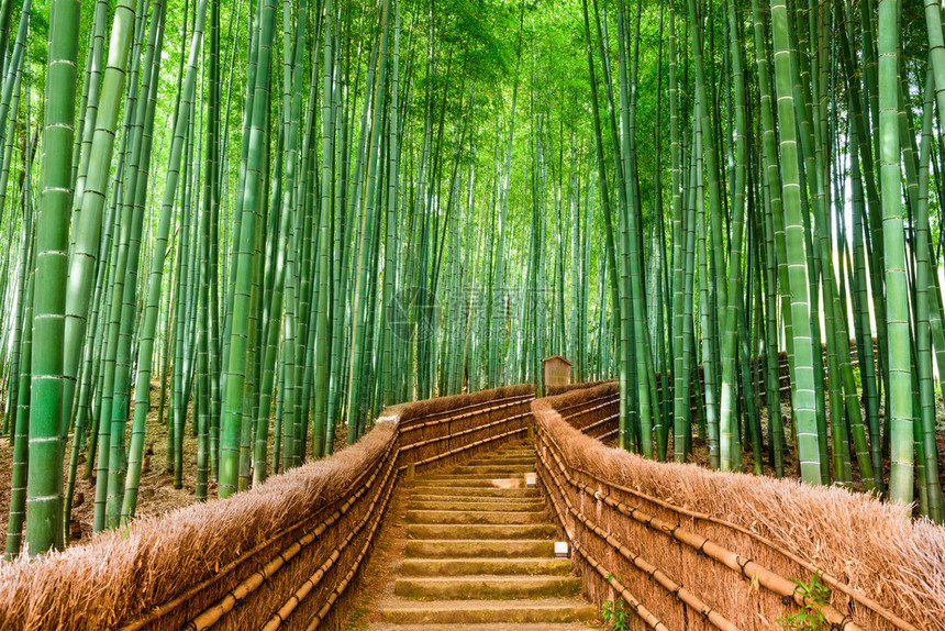 日本京都竹林图片