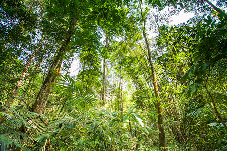 泰国美丽的绿色森林图片