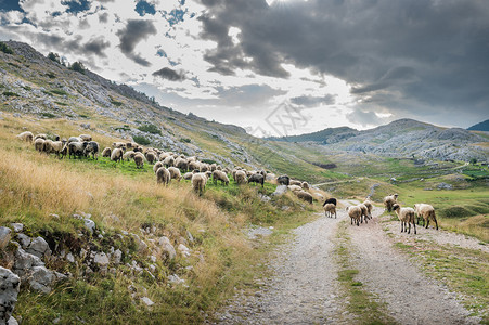 山里的羊群图片