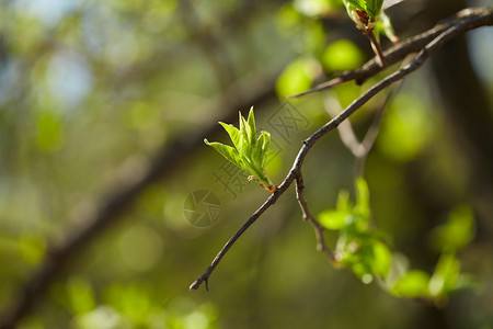 有芽树枝的树枝春季图片