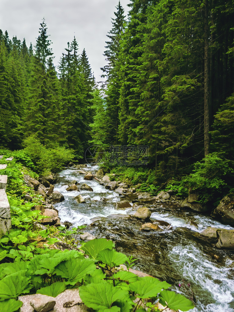 在绿色喀尔巴阡森林的普鲁特山河一景不错图片