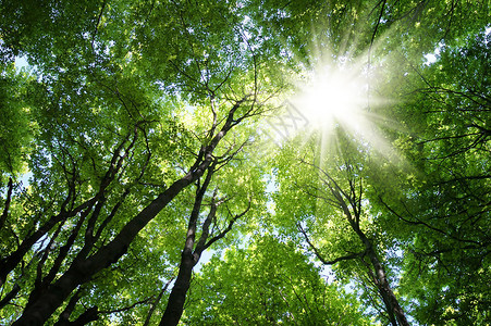 春天的山毛榉林树上晒太阳背景图片