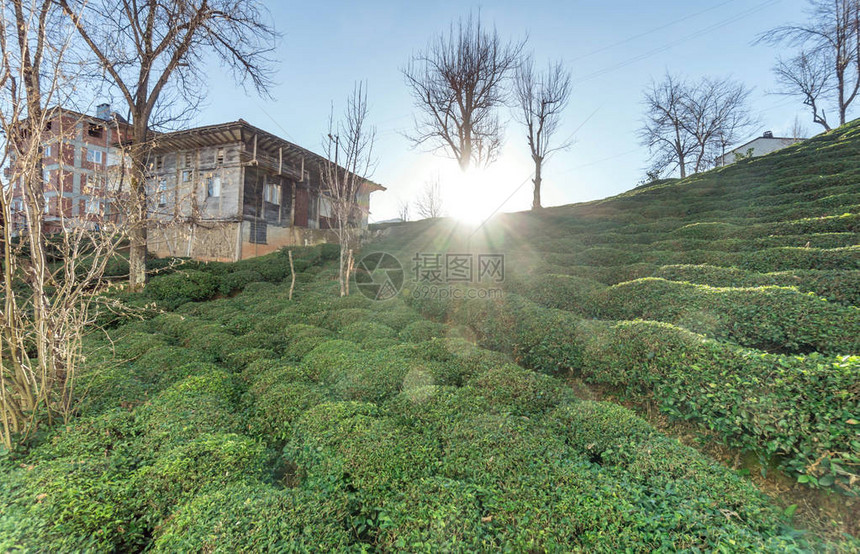 土耳其Trabzon的绿色茶种植园景图片