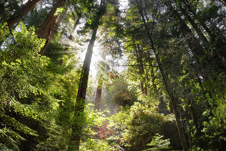 红木林的神奇景观照片树木中闪过光背景图片