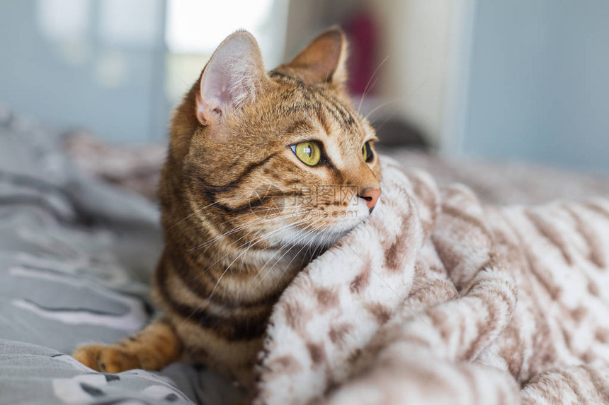 漂亮有趣的金童猫在屋里玩耍躲在图片