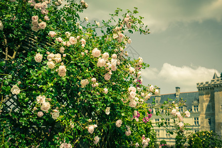 在法国花园的一朵美丽的玫瑰图片