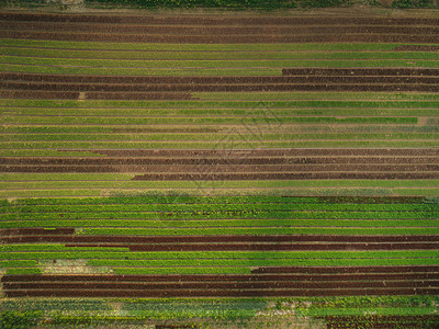 美丽的农业田林的空中视野有几行图片