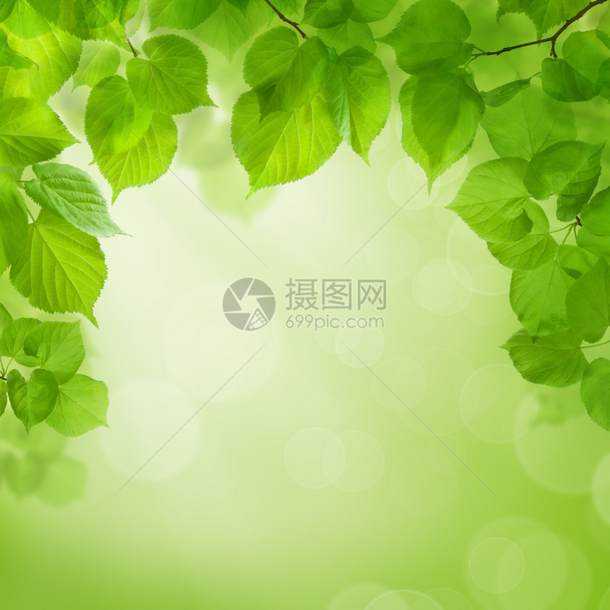 夏季绿色背景与绿叶图片