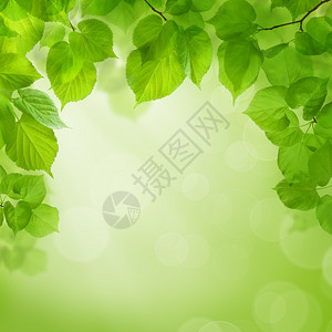 夏季绿色背景与绿叶背景图片