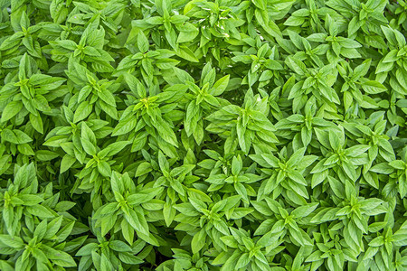 纹理关闭装饰植物图片