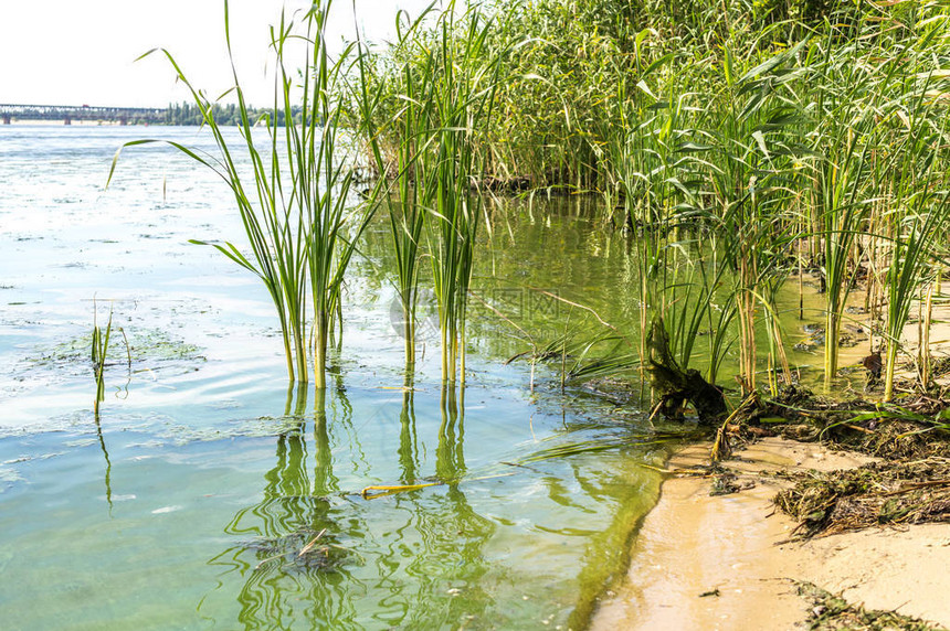 肮脏的河水和长满芦苇的沼泽芦苇欧洲河流的污染图片
