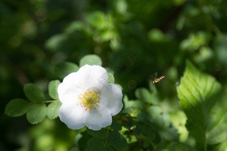 花白色野玫瑰与主题昆虫图片