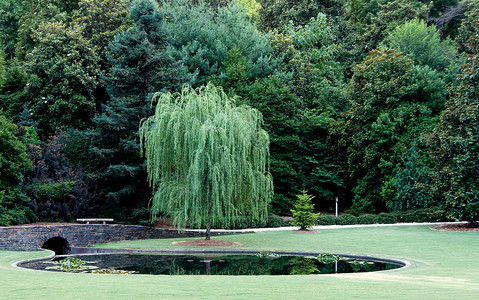 植物园里的一棵垂柳树图片