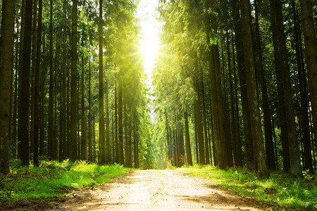 德国蜂窝森林阳光下林地上有绿植物图片