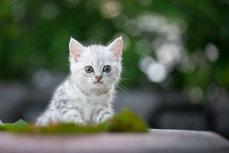 可爱的美国短毛小猫看着相机图片