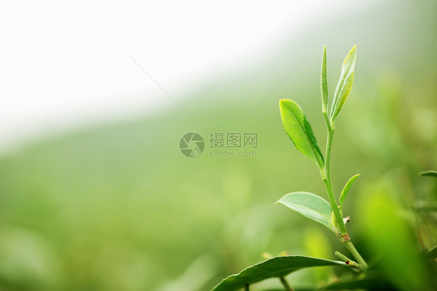 茶叶与种植园的特写图片