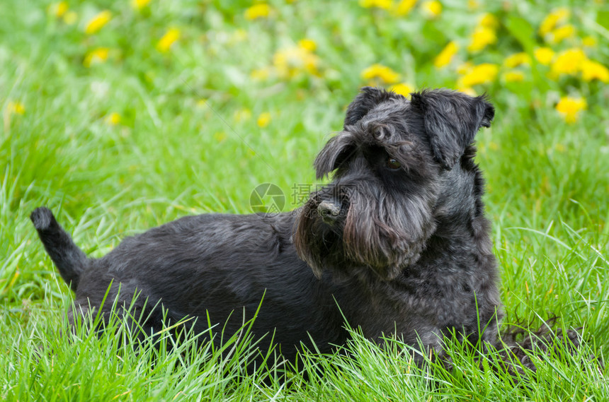 黑微型Schnautzer图片