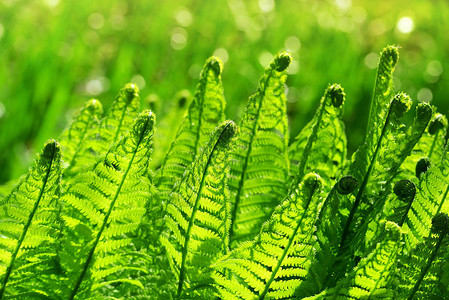 绿色自然背景上的蕨叶背景图片