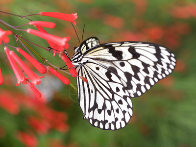菜粉蝶日本石垣岛的蝴蝶背景