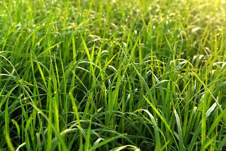 印度的绿色稻田图片