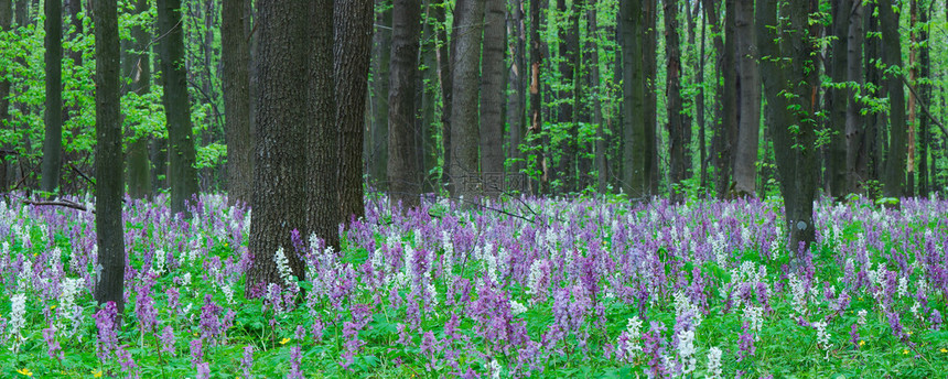 森林景观春天的花朵自然之美图片