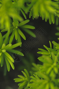 深色花卉背景与绿色植物叶子背景图片