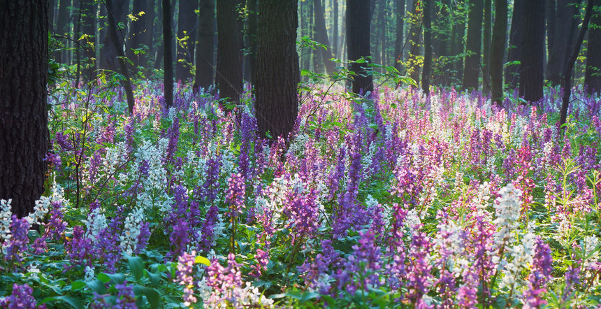 美丽的春天森林盛开的花朵报春花图片
