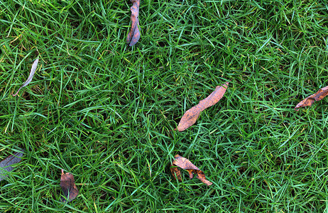 有叶子和水滴纹理的中高草坪公园草坪纹理顶视图图片