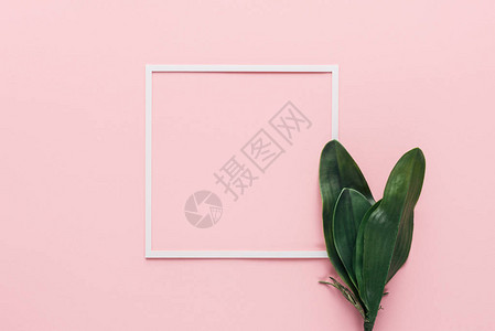 白色框架和绿色热带树叶在粉红最起码概图片