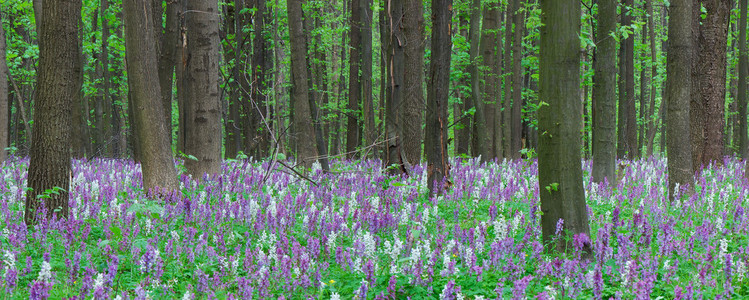 春天全景森林里的花图片