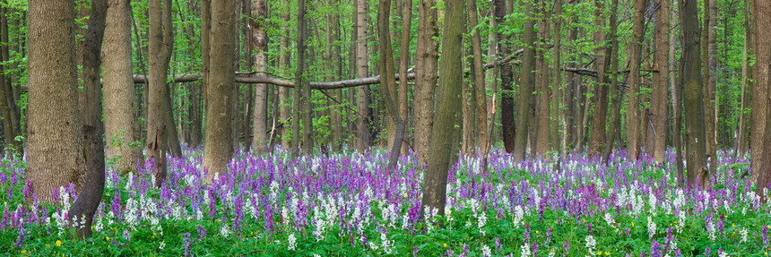春天的森林全景第一朵花图片