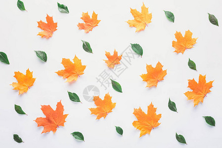 在白色上隔离的橙色和绿色叶子的集合背景图片