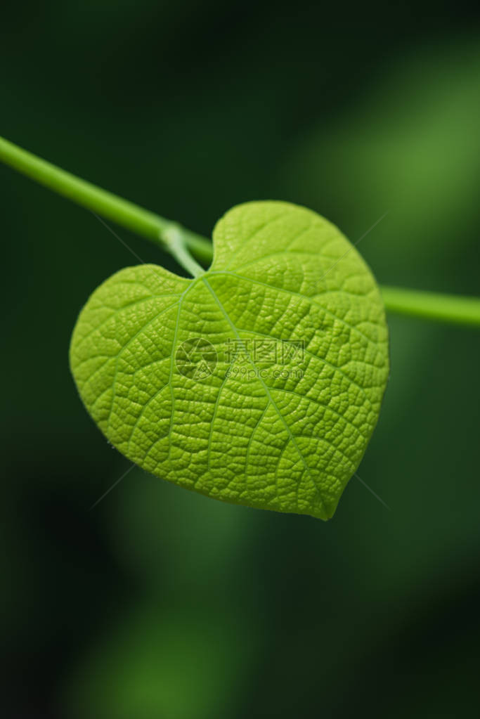 在被弄脏的绿色背景的心形的叶子图片