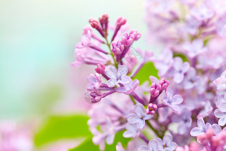 美丽的丁香花自然背景背景图片