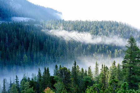 迷雾笼罩的森林中的山脉全景图片