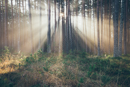 森林中的美丽光束通过薄雾的清晨树丛原始效应反向颗粒图片