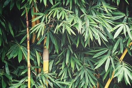 背景树上的竹叶图片