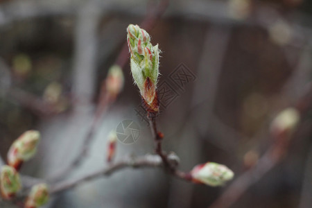 树上的花蕾特写宏观图片