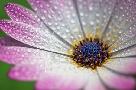 花瓣上有水滴的粉红色Gerber雏菊宏观图片