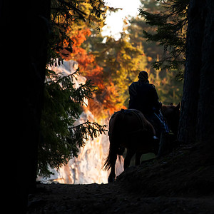 在阳光明媚的秋天森林里骑马的人寒冷的图片