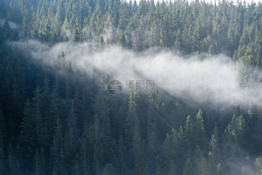 迷雾森林远地平线斯洛瓦基图片