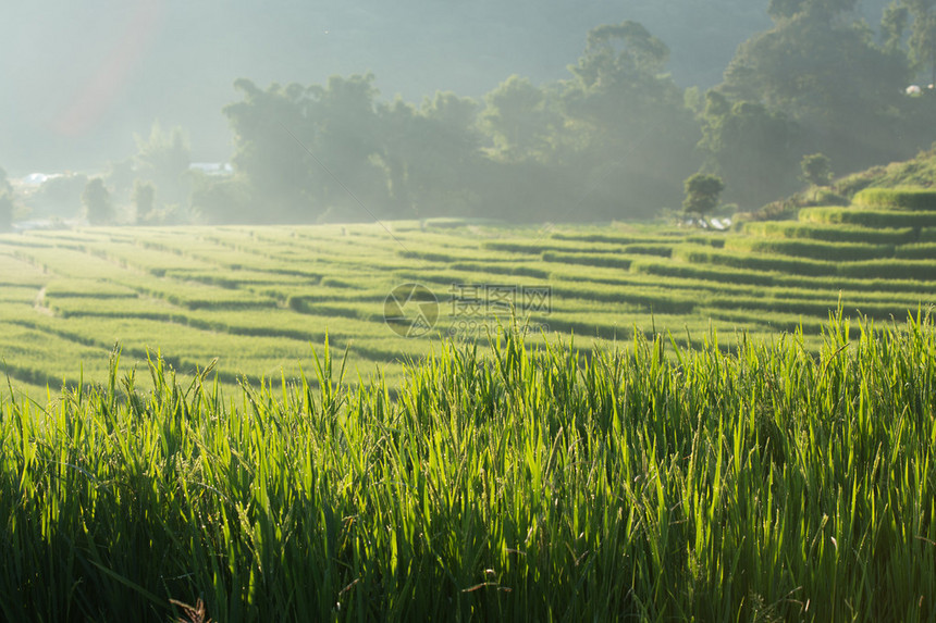 农业种植稻田图片