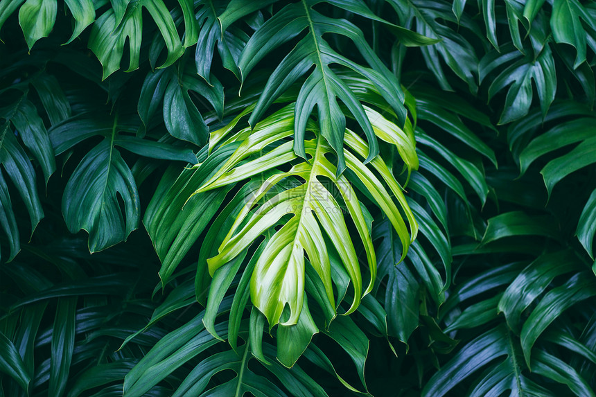 深底热带绿叶自然夏季森林植物图片