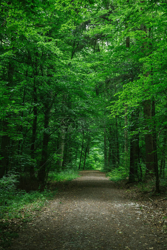 德国沃茨堡绿色美丽的森林中的农图片