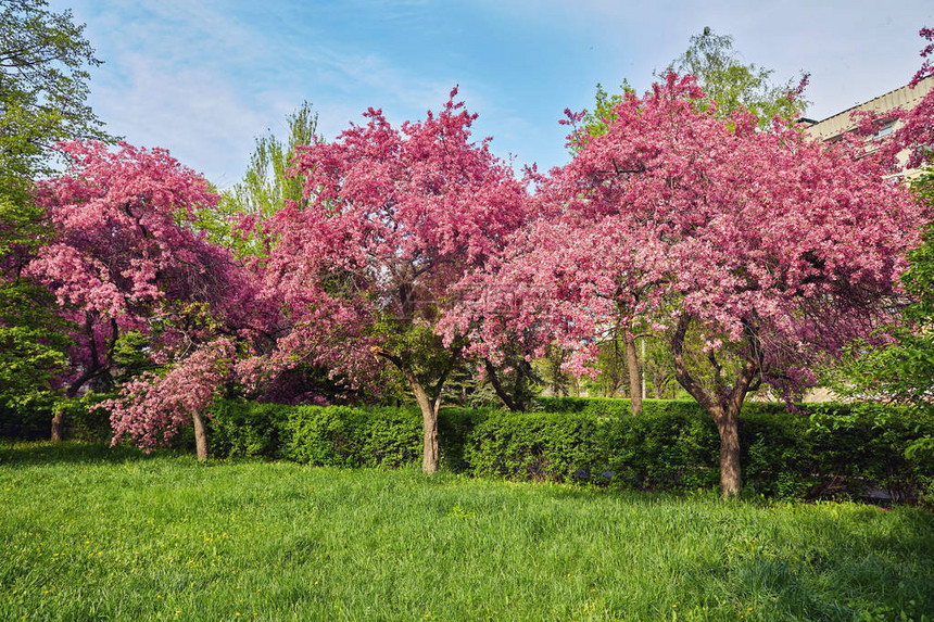 庄园花在新鲜绿草坪上盛开大樱桃图片