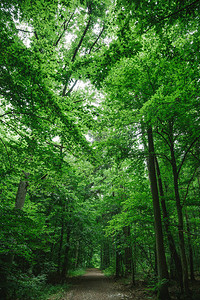 德国沃茨堡有绿树叶的树木位图片