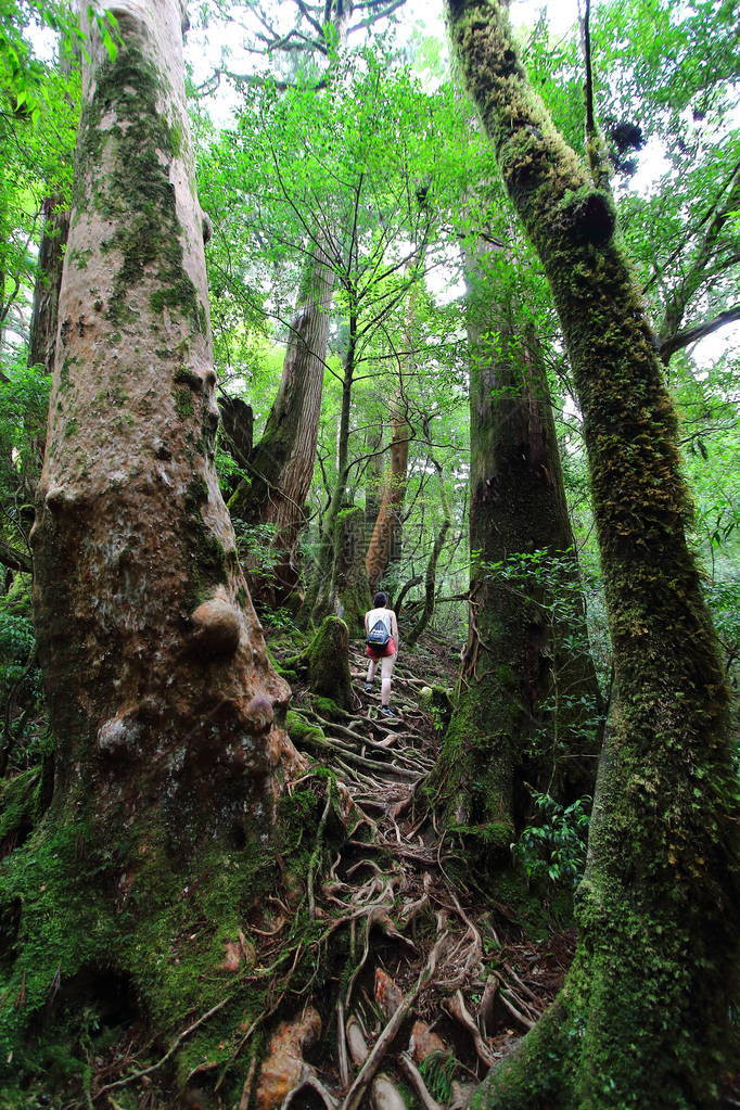 日本雅库岛屿自然娱乐林之一Yakusugiland公园的古代雪松树环绕着年轻女登山者图片