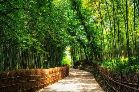 穿过竹林的一条小路在南背景图片