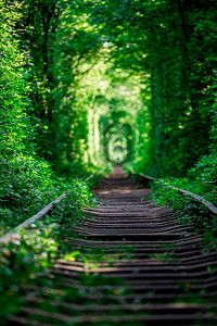 春天森林的铁路隧道图片