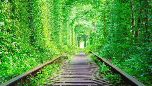 乌克兰夏季绿叶林的浪漫爱情隧道在图片